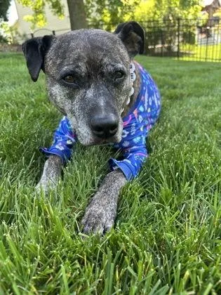 Brindle thumbnail 2