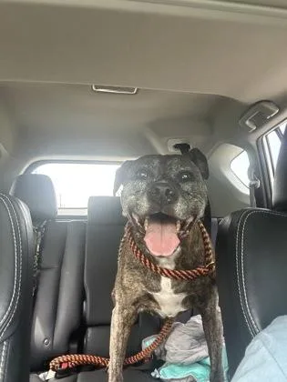 Brindle thumbnail 3