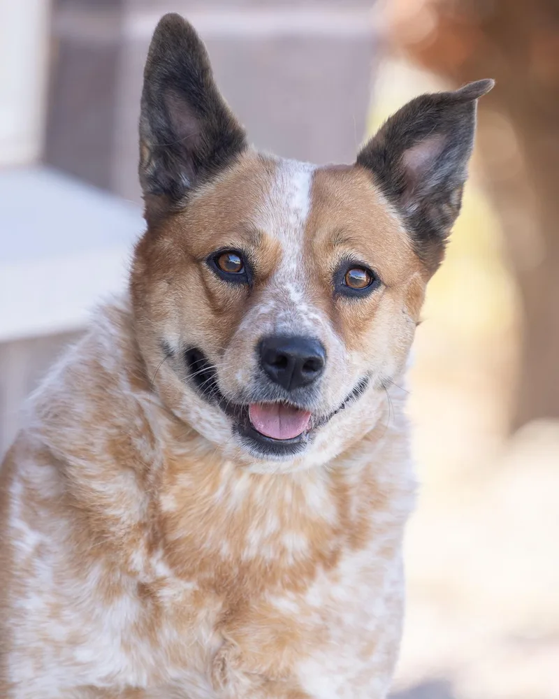 An adult medium-sized female Australian Cattle Dog / Blue Heeler dog named Frankie for adoption in Moab, UT