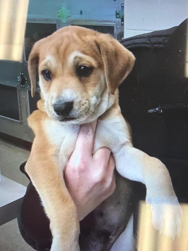 A baby large-sized male Border Collie dog named Benny for adoption in Nacogdoches, TX