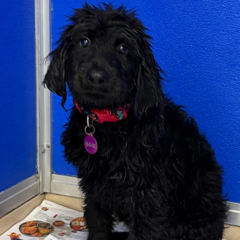 A baby large-sized female Black Labrador Retriever dog named Sabrina for adoption in Greensboro, GA