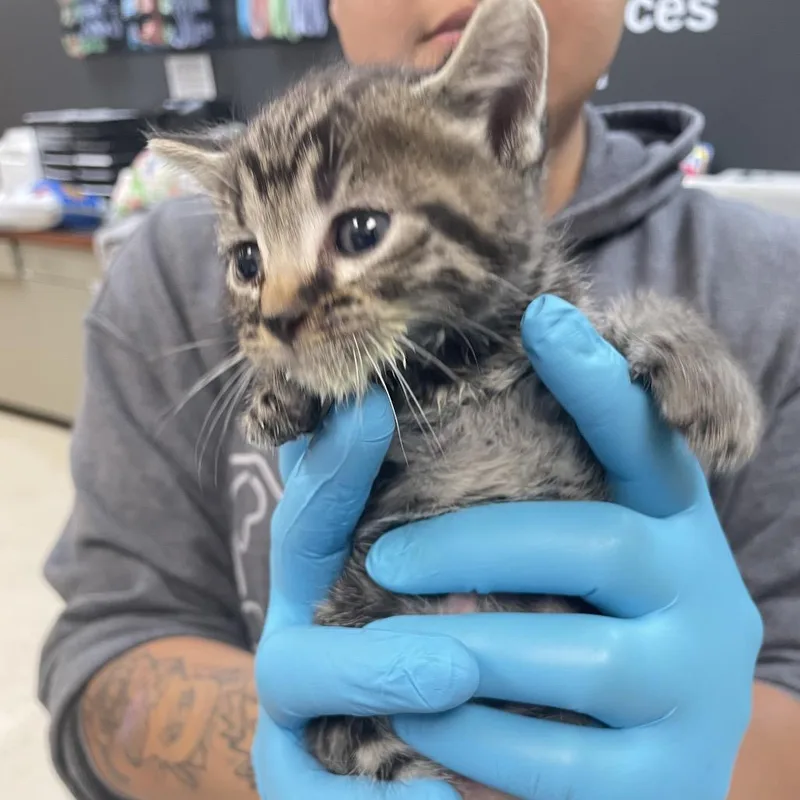 A baby small-sized female Brown / Chocolate Domestic Short Hair cat named Carrie for adoption in Columbus, GA