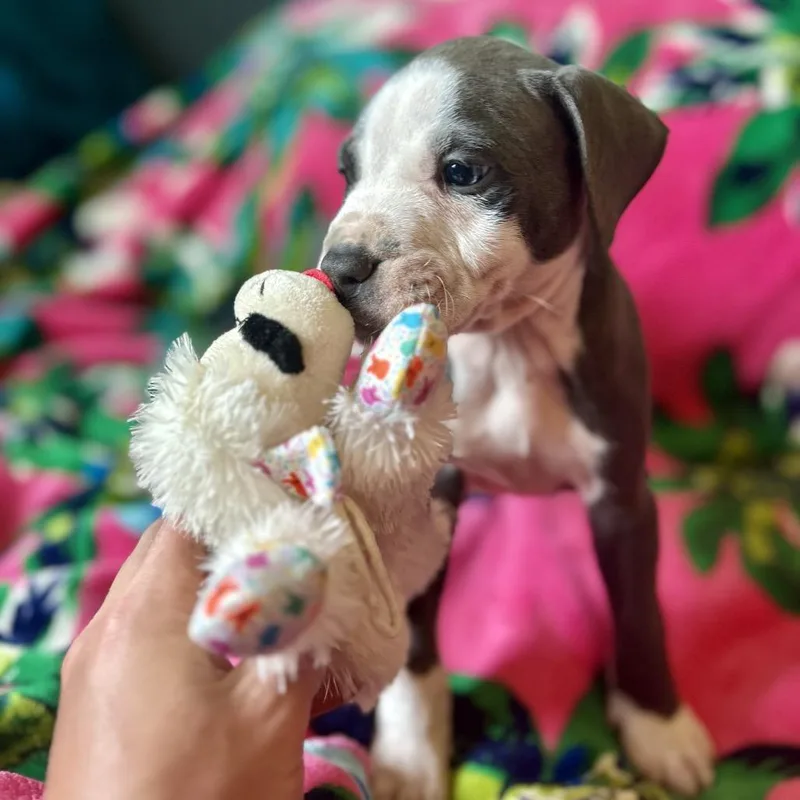 A baby medium-sized male Gray / Blue / Silver Pit Bull Terrier dog named Professor X for adoption in New Orleans, LA