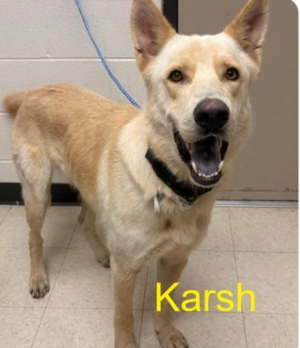 An adult extra large-sized male White / Cream Mixed Breed dog named Karsh for adoption in Raleigh, NC