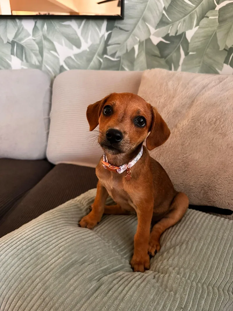 A baby small-sized female Brown / Chocolate Dachshund dog named BONBON  perfect puppy for adoption in New York, NY