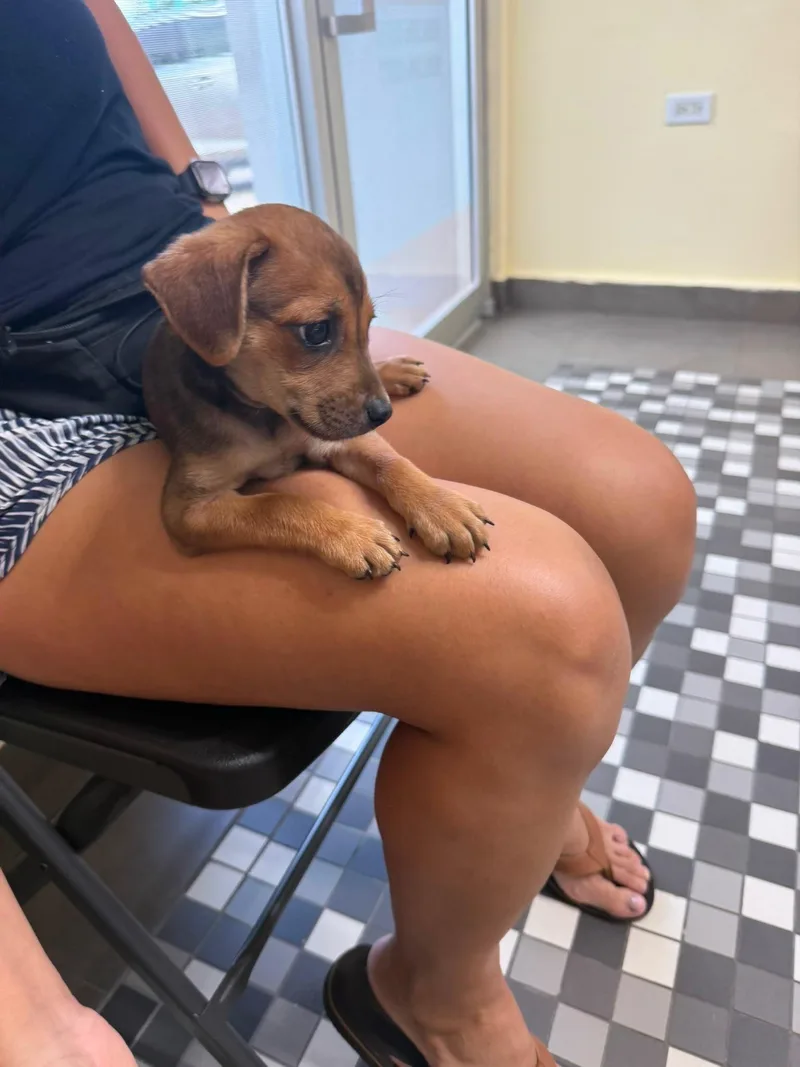 BONBON  perfect puppy thumbnail 4