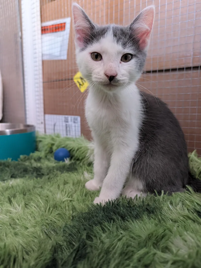 A baby medium-sized male Gray & White Domestic Short Hair cat named Kevin for adoption in Beaverton, OR