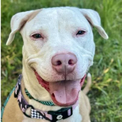 An adult medium-sized female Yellow / Tan / Blond / Fawn Pit Bull Terrier dog named Ashes for adoption in Nashville, TN