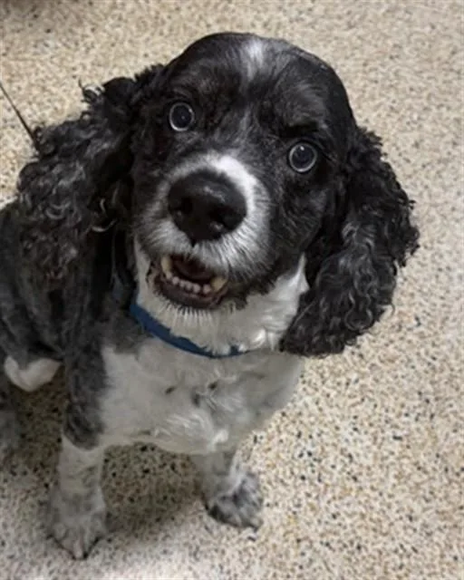 An adult small-sized male Cocker Spaniel dog named Rocky for adoption in Miami, FL