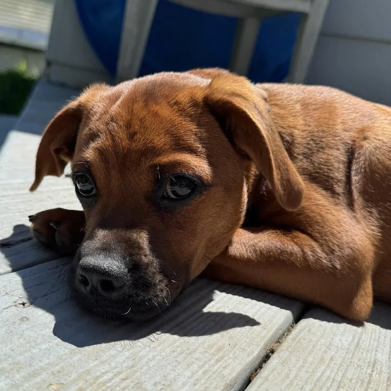 Oakley