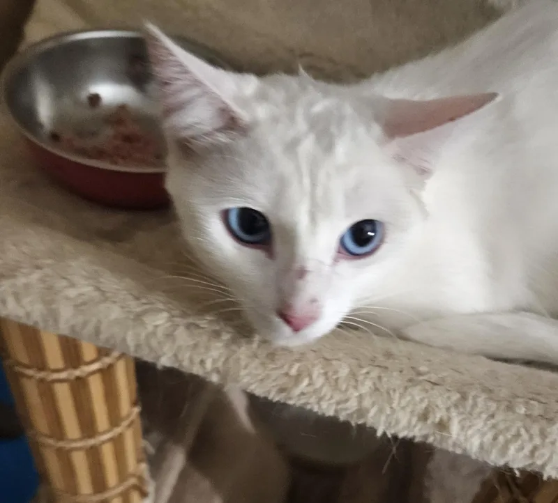 A baby small-sized female White Domestic Short Hair cat named Azul for adoption in Youngtown, AZ