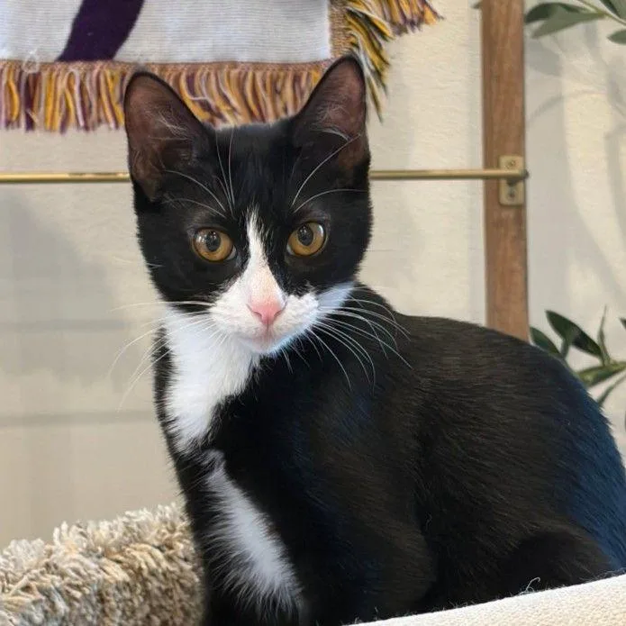 A young small-sized female Black Domestic Short Hair cat named Taki for adoption in Concord, NH
