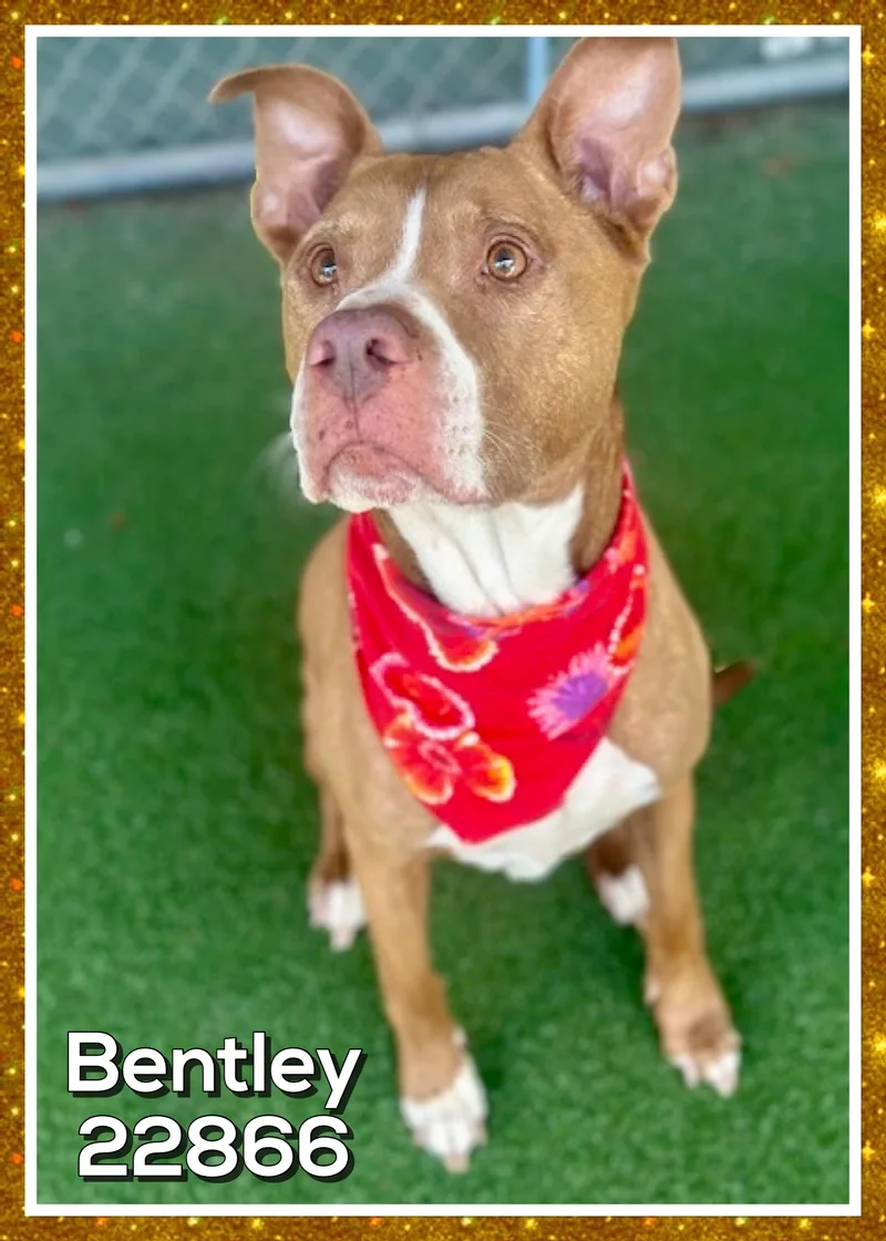 An adult medium-sized male Brown / Chocolate Pit Bull Terrier dog named Bentley for adoption in Marietta, GA