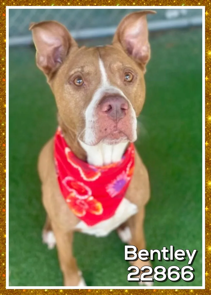 Bentley thumbnail 2