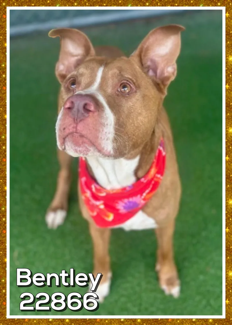 Bentley thumbnail 3