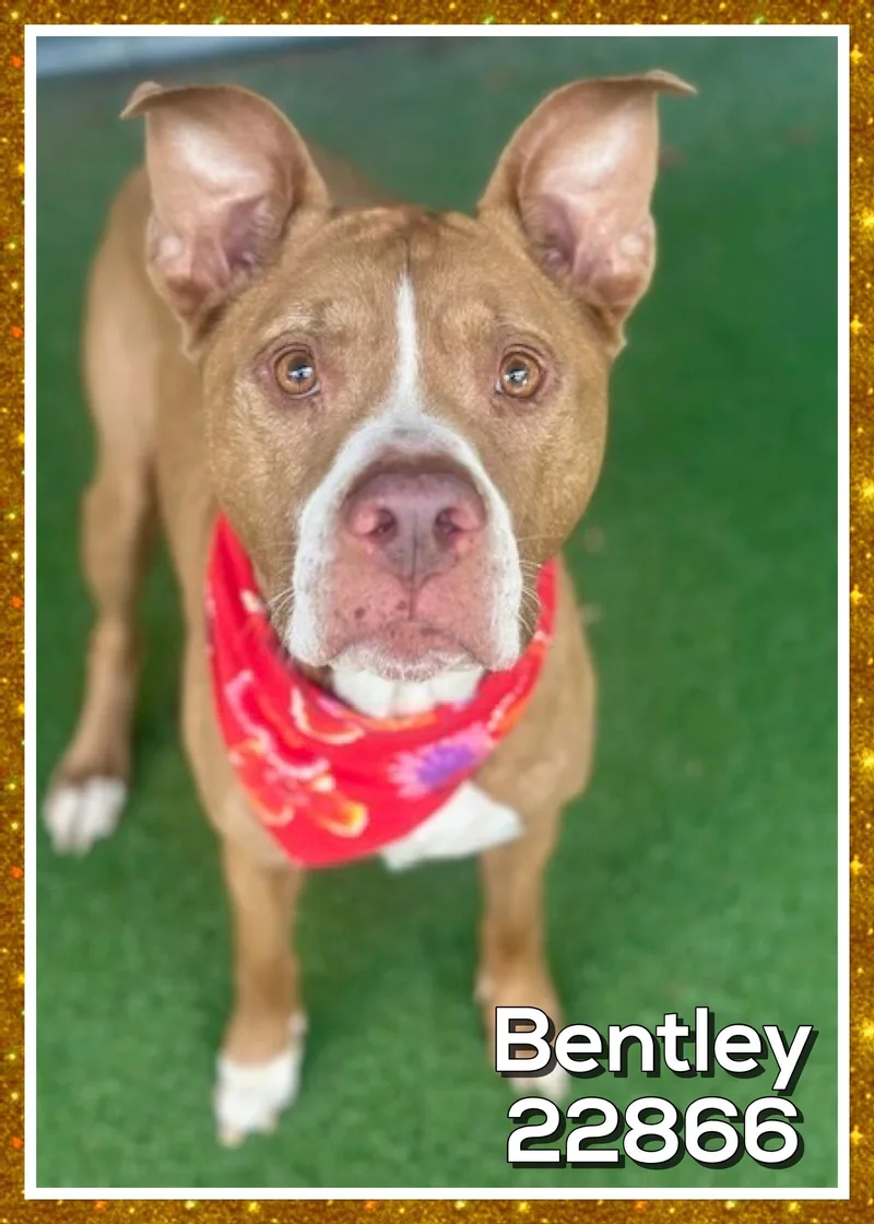 Bentley thumbnail 4