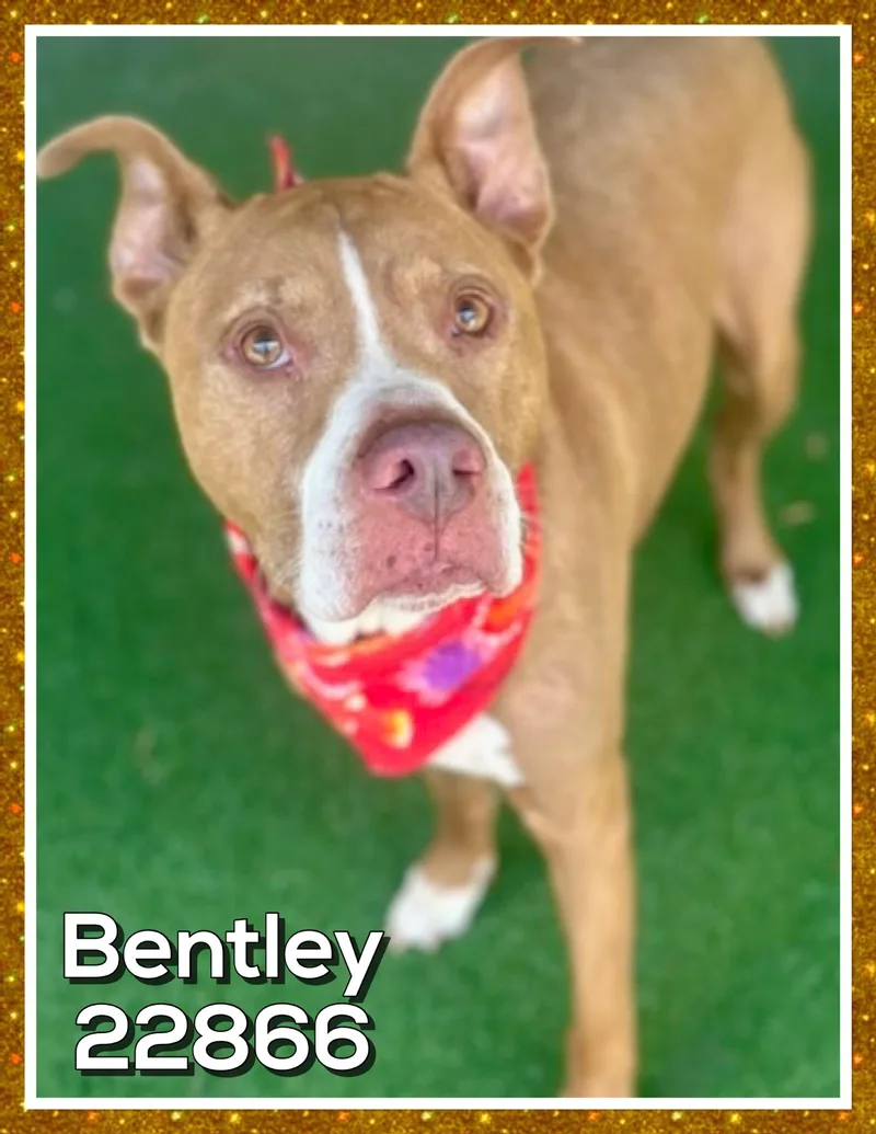 Bentley thumbnail 5