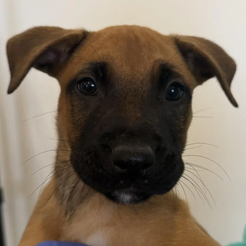 A baby small-sized female Shepherd dog named Rossi for adoption in Los Angeles, CA