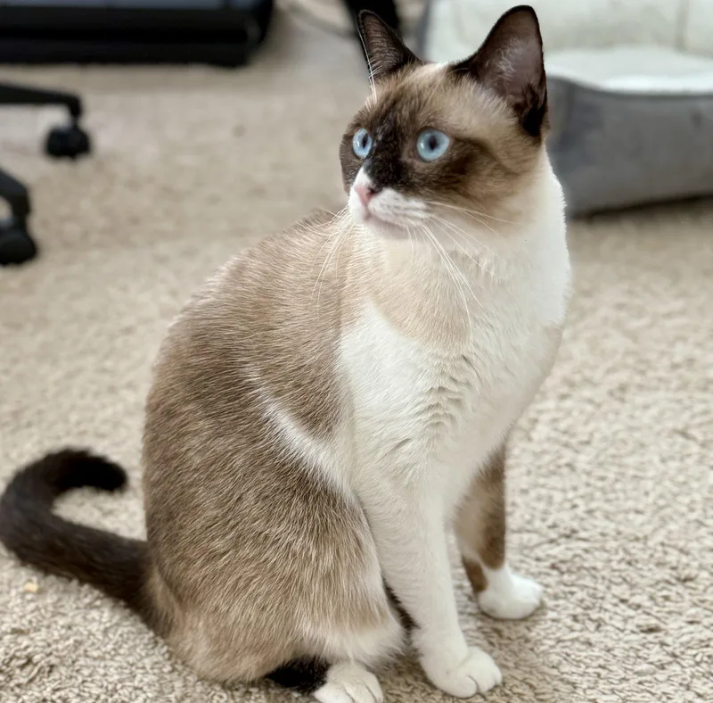 Bonnie blueeyes