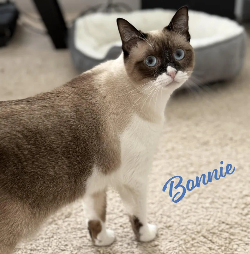 Bonnie blueeyes thumbnail 2