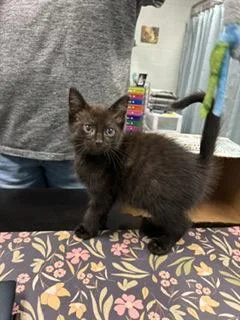 A baby small-sized male Domestic Short Hair cat named Spartacus for adoption in Cincinnati, OH