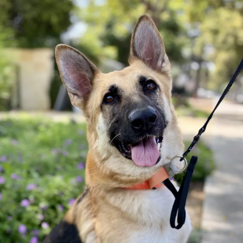 A young large-sized female Black German Shepherd Dog dog named Amanda for adoption in Beverly Hills, CA