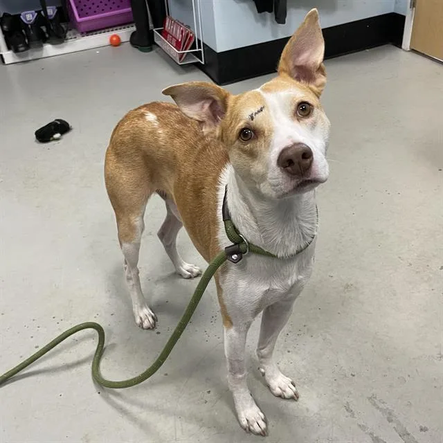 An adult medium-sized male Mixed Breed dog named Scout for adoption in Palmetto, FL