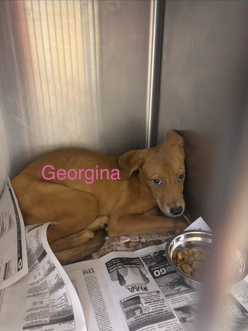 Georgina