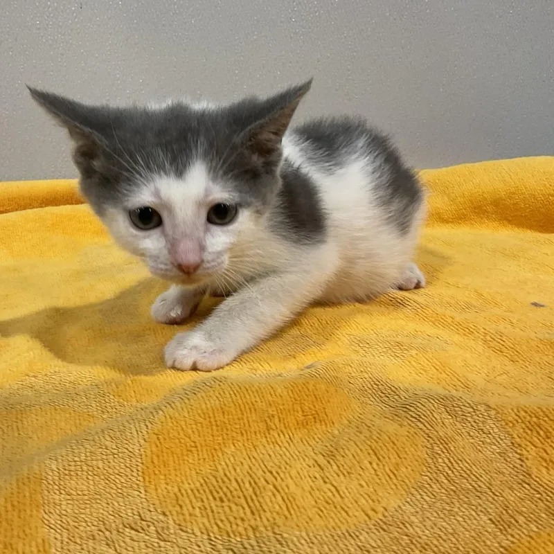 An adult large-sized male White Domestic Short Hair cat named Carter for adoption in Tampa, FL