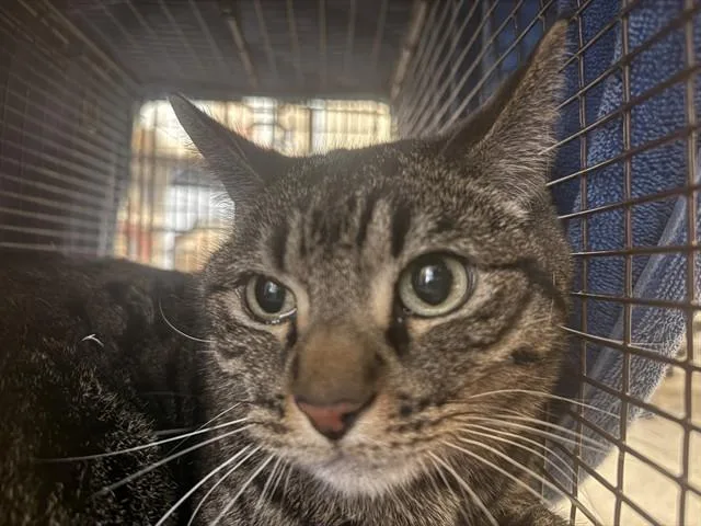 A young small-sized male Domestic Short Hair cat named Pawzilla for adoption in Tucson, AZ