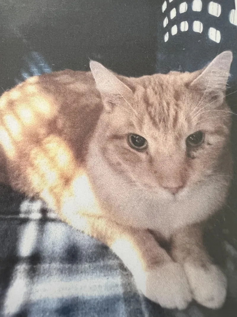 An adult medium-sized male Orange / Red Domestic Short Hair cat named Nacho for adoption in New Windsor, NY