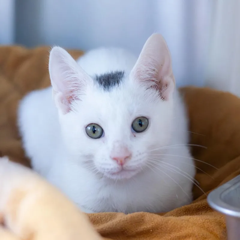 A baby small-sized male White Domestic Short Hair cat named Oberon for adoption in Wilmington, DE