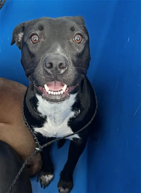 A young large-sized female Mixed Breed dog named Stormy for adoption in Dallas, TX