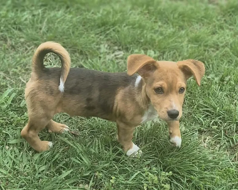 A baby small-sized male Dachshund dog named Drake for adoption in Media, PA