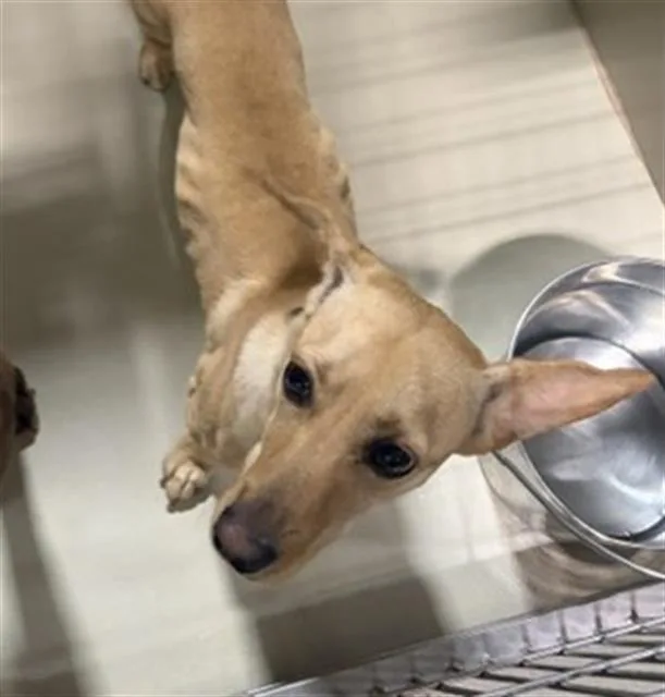 A young small-sized male Dachshund dog named Maximus for adoption in Bakersfield, CA