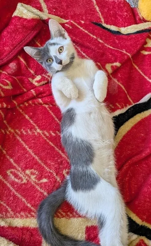 A baby small-sized male Gray & White Russian Blue cat named Saber Stanley Cup for adoption in Anthem, AZ