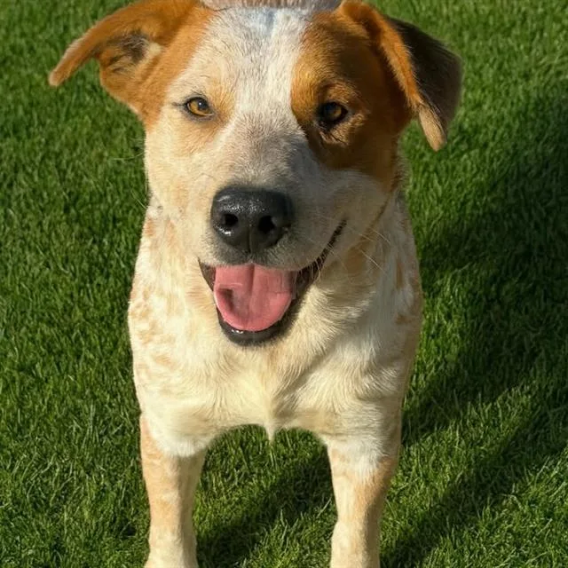 An adult medium-sized male Australian Cattle Dog / Blue Heeler dog named Buckles for adoption in Methuen, MA