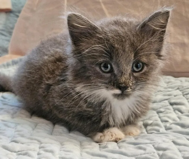 A baby small-sized male Gray & White Domestic Medium Hair cat named Ponyboy for adoption in WARNER ROBINS, GA