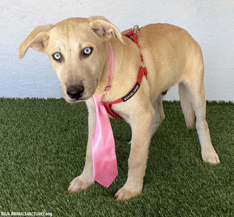 A baby medium-sized male Yellow / Tan / Blond / Fawn Yellow Labrador Retriever dog named Paul for adoption in San Diego, CA