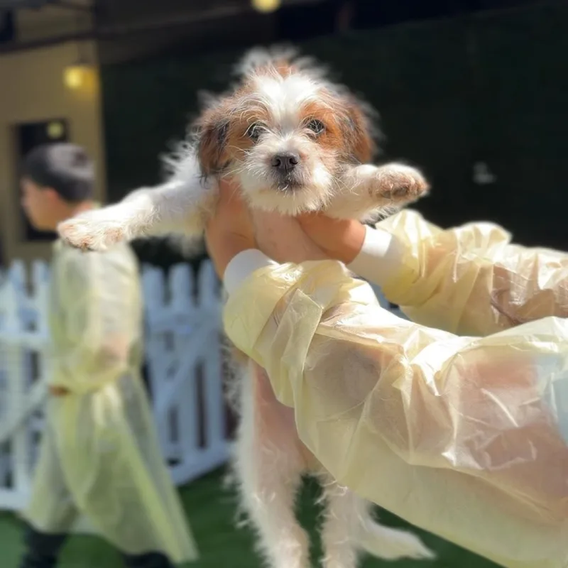 Hector A thumbnail 3