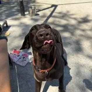 An adult large-sized female German Shorthaired Pointer dog named Heidi for adoption in Philadelphia, PA