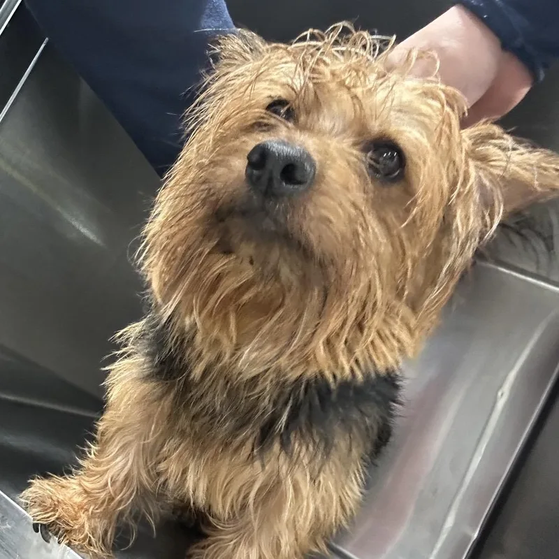 A senior small-sized male Yorkshire Terrier dog named YoYo for adoption in Newark, NJ
