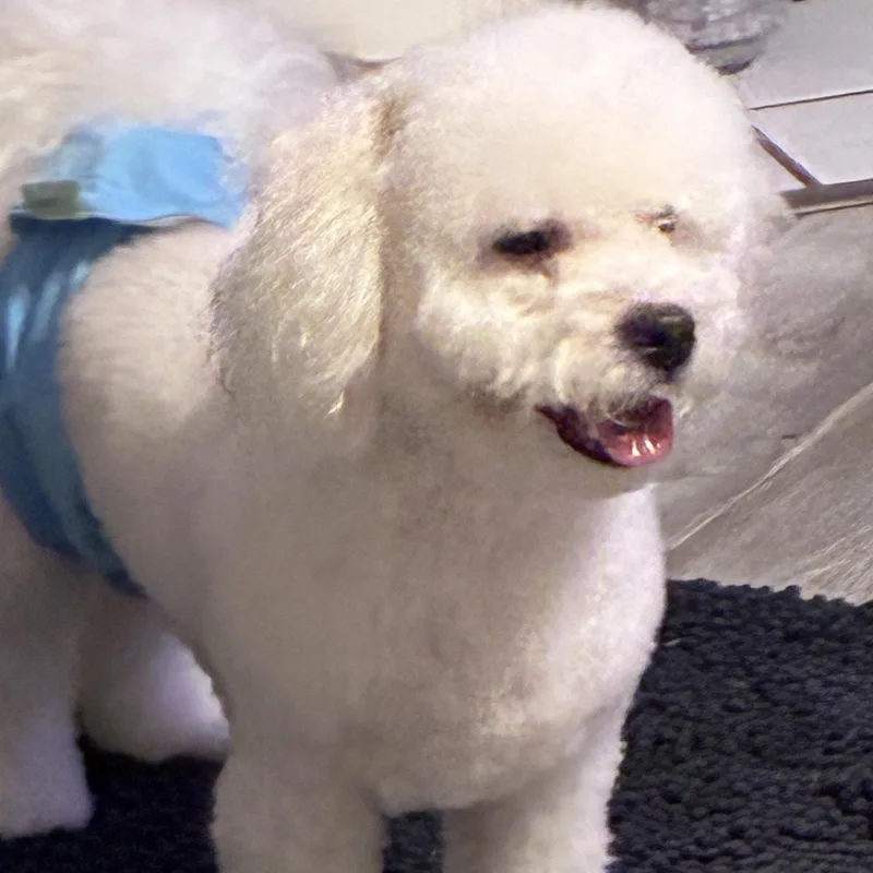 An adult small-sized male White / Cream Poodle dog named Biscuit for adoption in Woodruff, SC