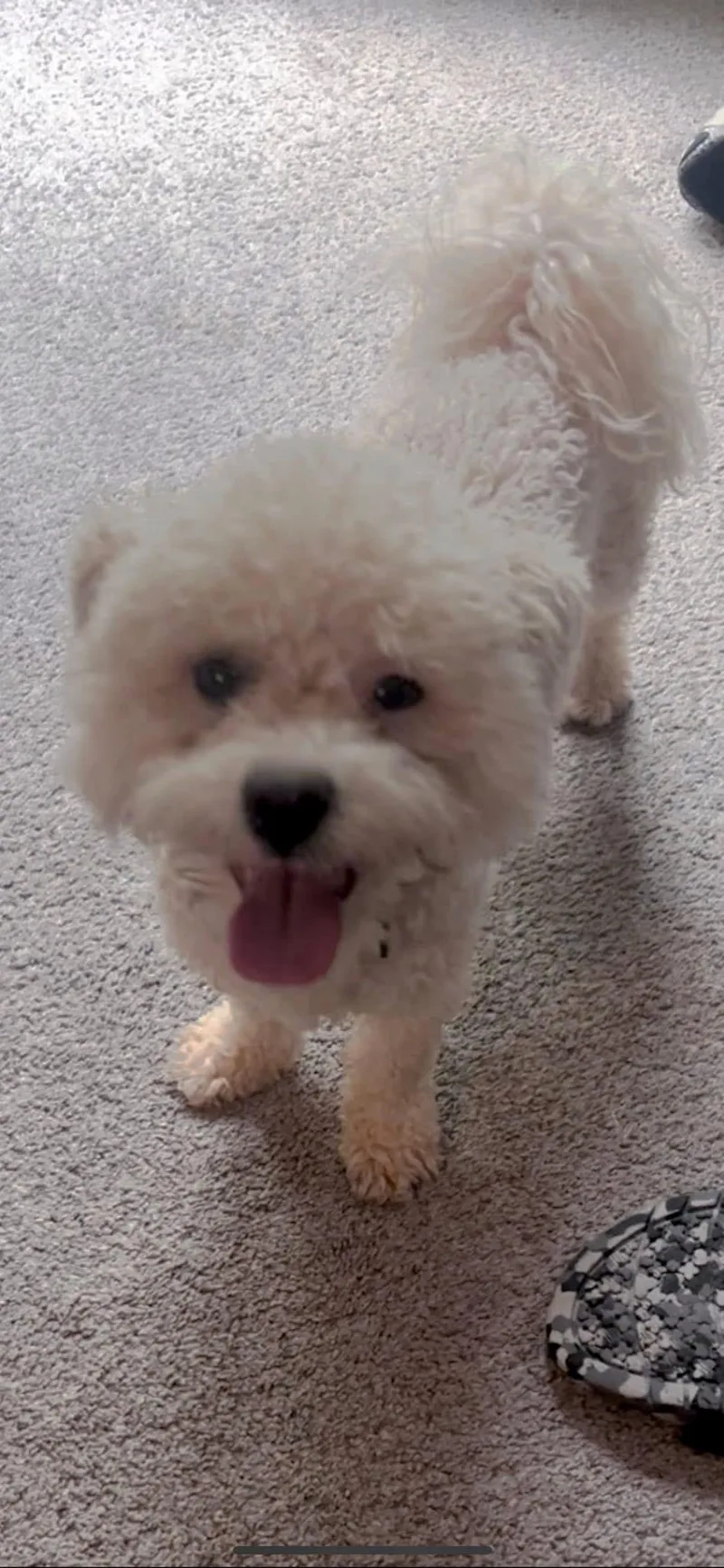 Biscuit thumbnail 2