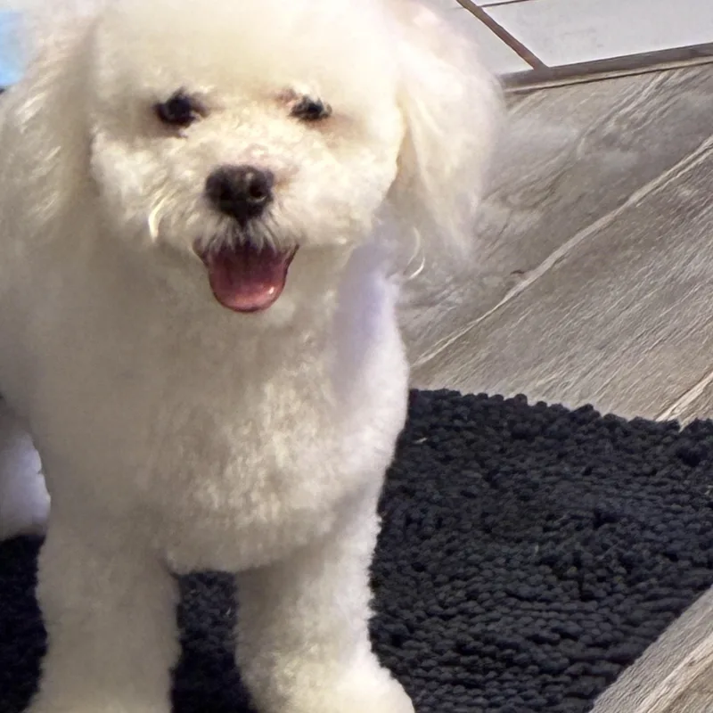 Biscuit thumbnail 3