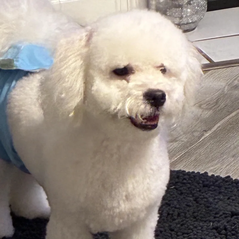 Biscuit thumbnail 4