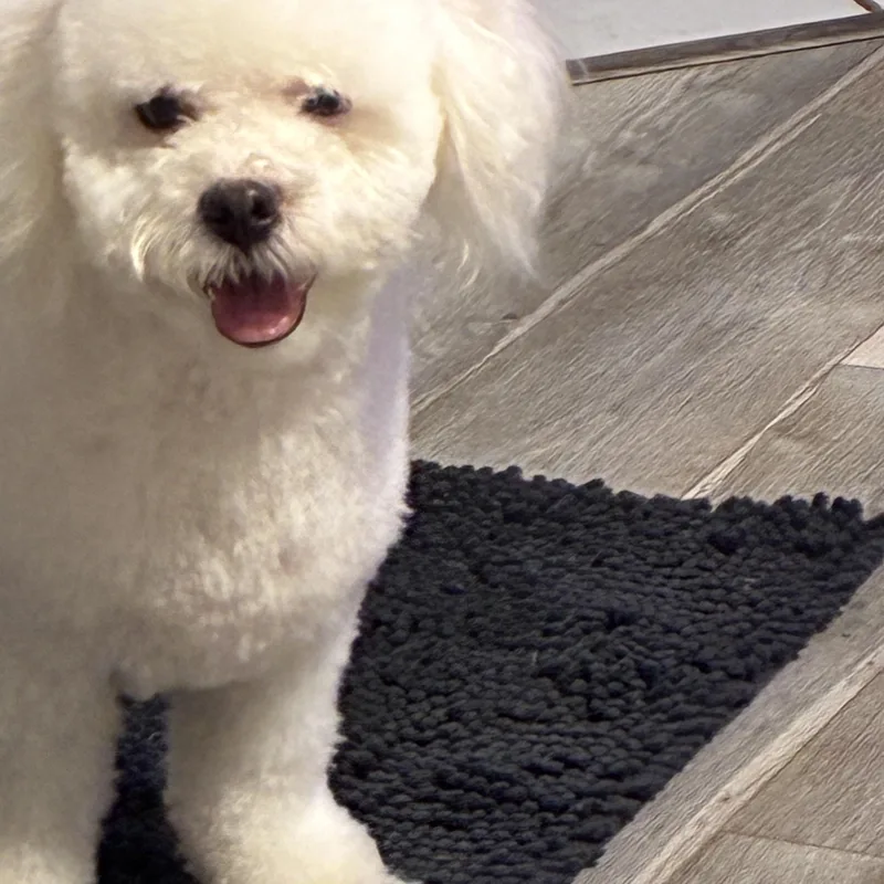 Biscuit thumbnail 5