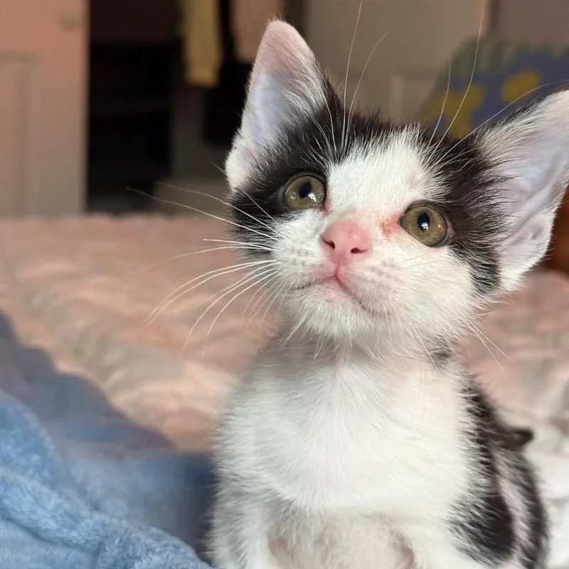 A baby small-sized male Black Domestic Short Hair cat named Under The Moon for adoption in Austin, TX