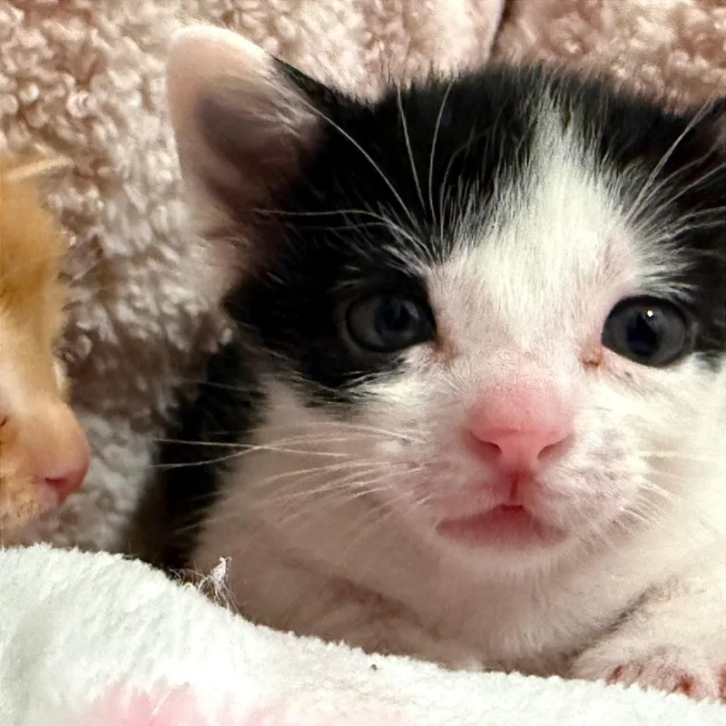 Under The Moon thumbnail 2