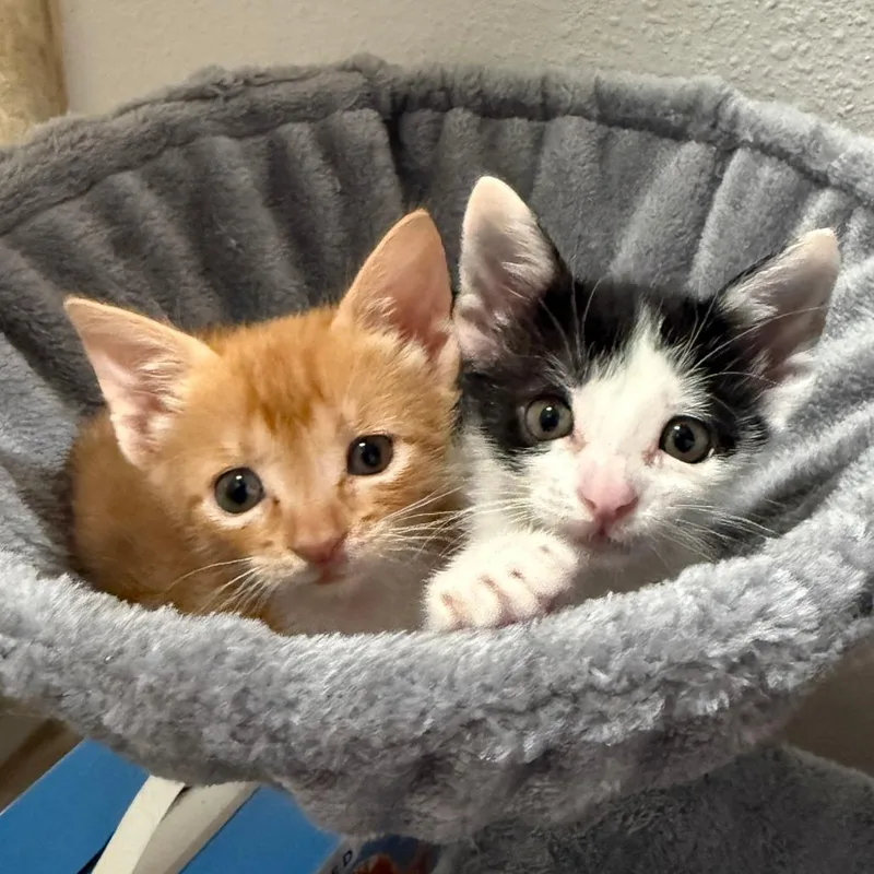 Under The Moon thumbnail 3